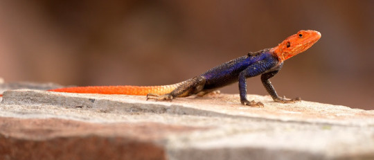 Especiación simpátrica