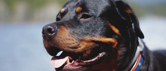 Aprendizaje asociativo ilimitado