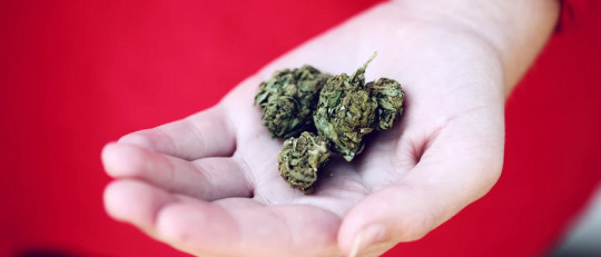 ¿Cómo dejar de fumar porros?