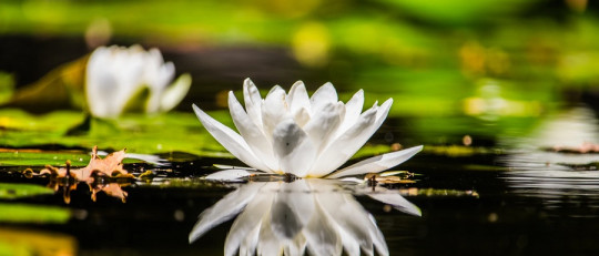 Terapia centrada en la compasión