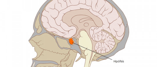 Hormona adrenocorticotrópica