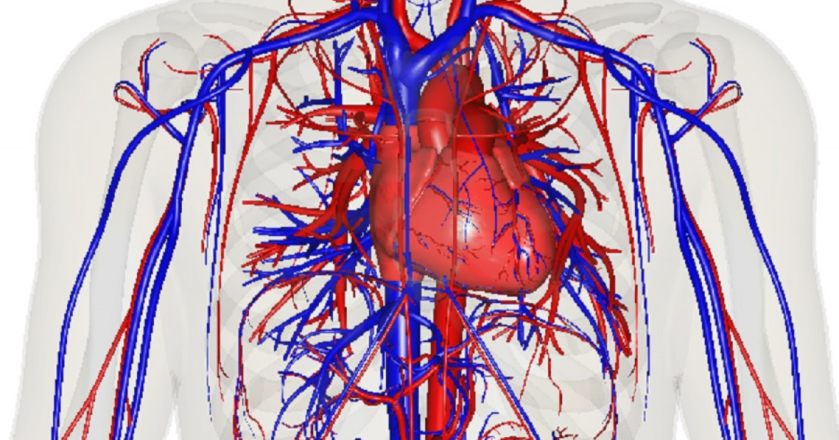 Кровеносная система сердце вены артерии капилляры. Сосудистая система человека. Кровеносная система человека. Кровеносные сосуды человека.