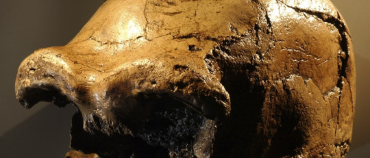 ¿Qué es el eslabón perdido, y por qué es un mito?