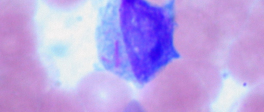 Leucoblastos