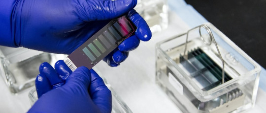 Ejemplos de hipótesis