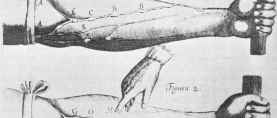 Las 8 diferencias entre venas, arterias y capilares