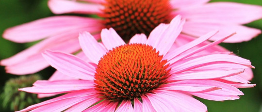 Equinácea: ¿cuáles son las propiedades y beneficios de esta planta?