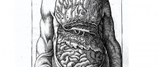 Partes del intestino