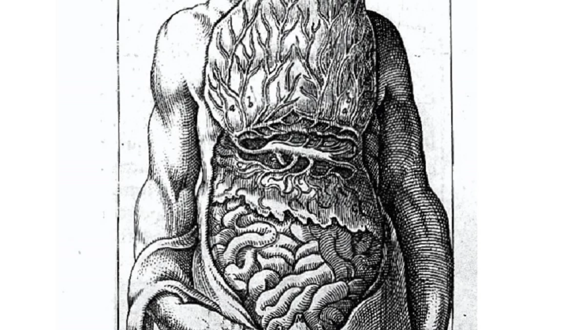 anatomía del intestino