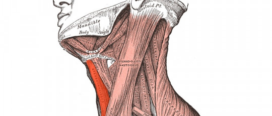 Músculo esternocleidohioideo