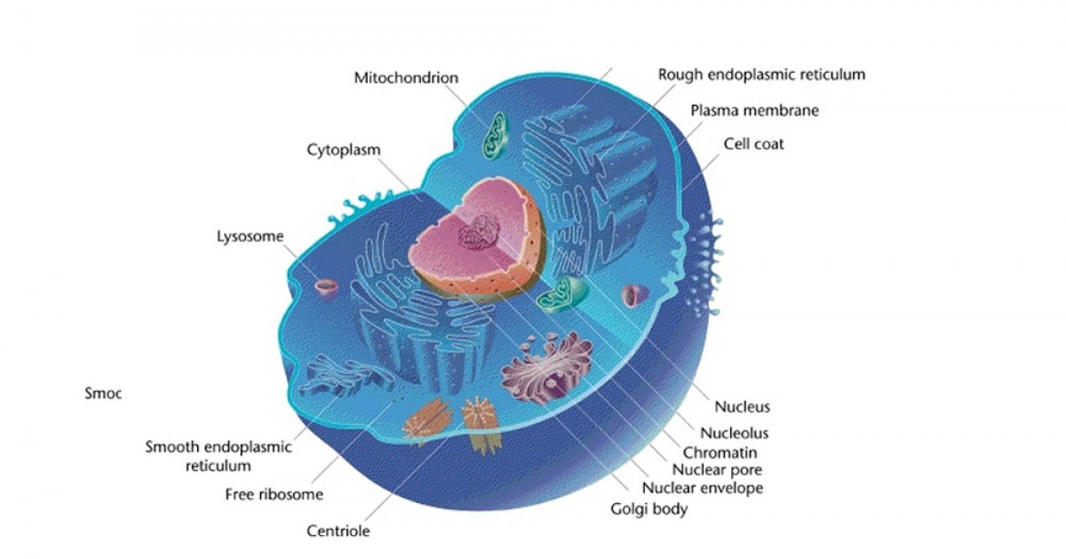 Diferencias entre la celula eucariota y procariota