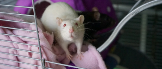 Es ética la modificación genética