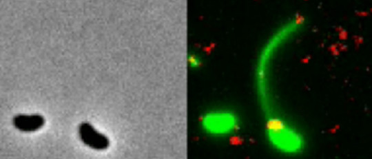 Transmisión horizontal de genes