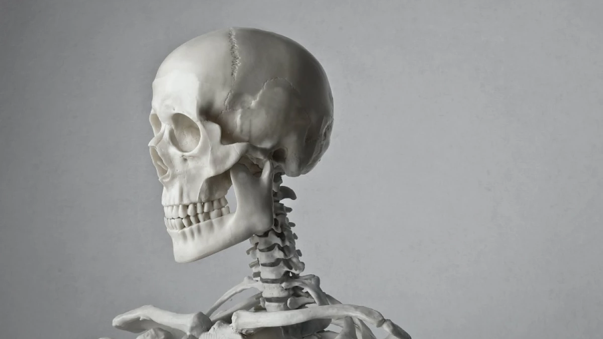 Sistema óseo: qué es, partes y características, image size:1200x675