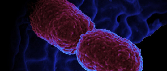 Células procariotas