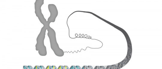 Partes del cromosoma