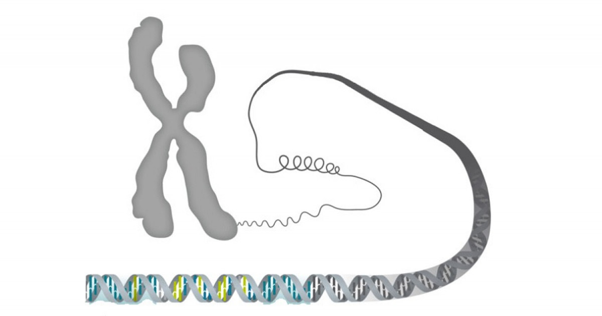 Las 6 partes del cromosoma: características y funciones