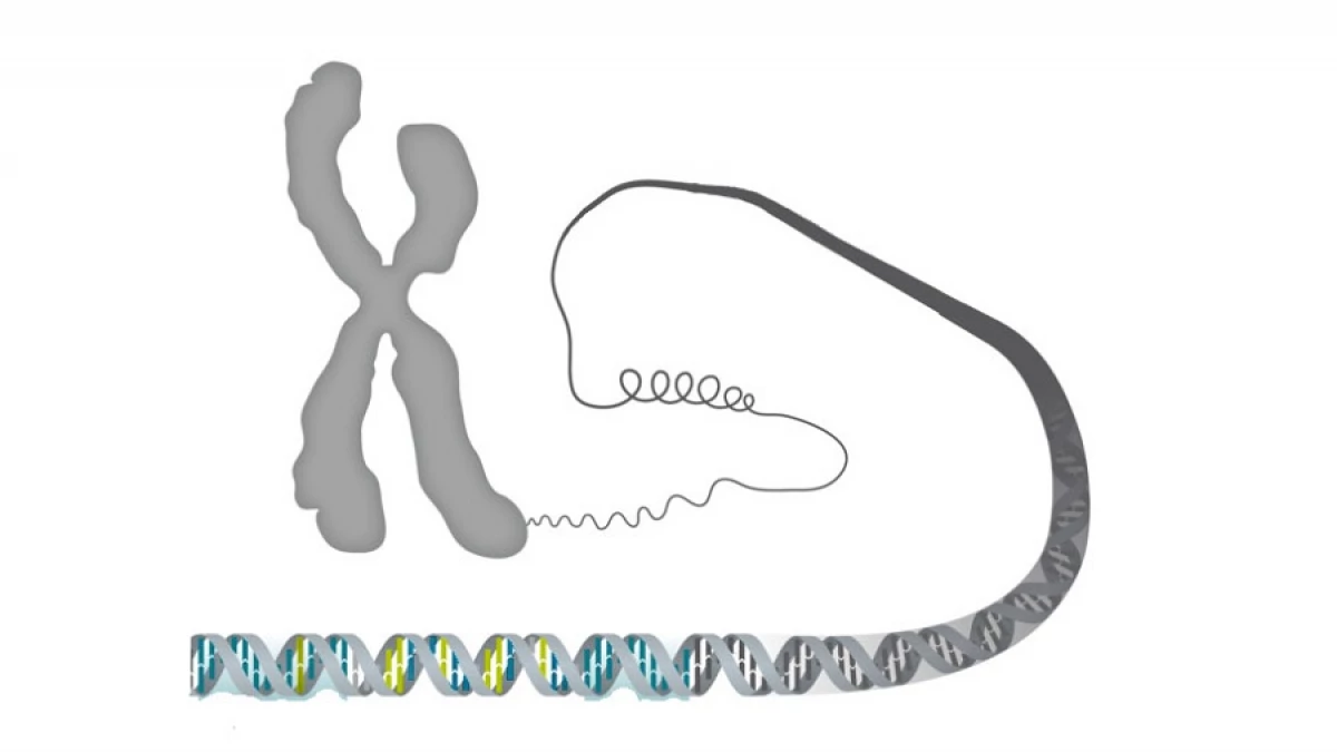 Cromosoma Y, image size:1200x675