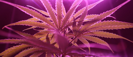 ¿El consumo de cannabis ayuda a superar la ansiedad?