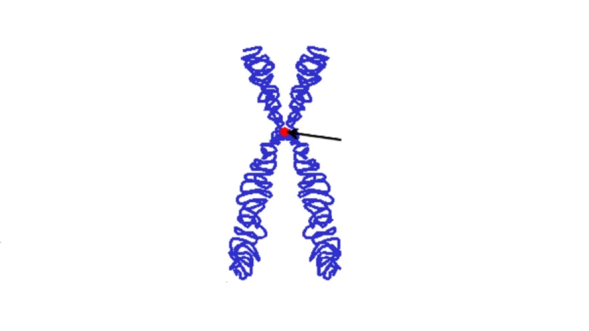 Cromosomas (artículo) | Khan Academy, image size:1200x675