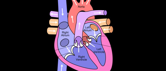 Las 13 partes del corazón humano (y sus funciones)