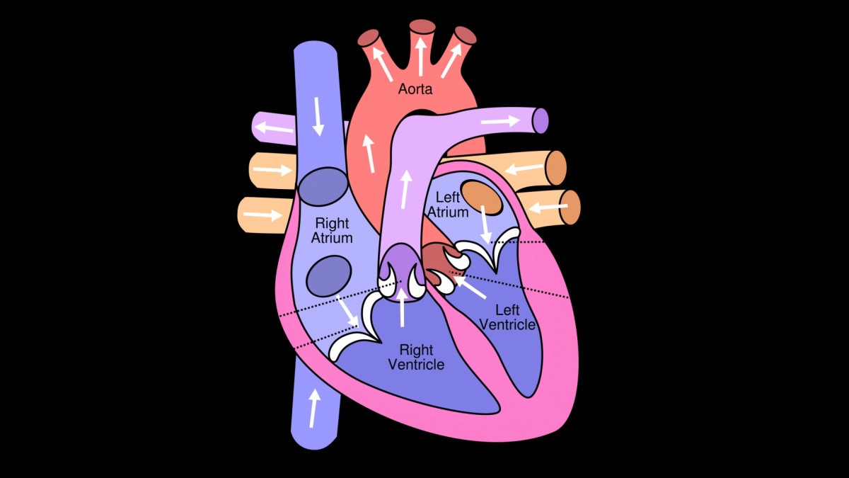 Las 13 partes del corazón humano (y sus funciones)