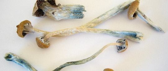 Psilocibina: definición y efectos de este componente de los hongos alucinógenos