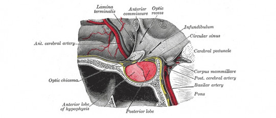 Cuerpos mamilares (región del cerebro): definición, localización y funciones