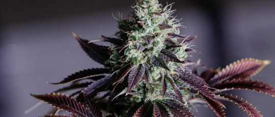 Grandes mitos sobre el cannabis