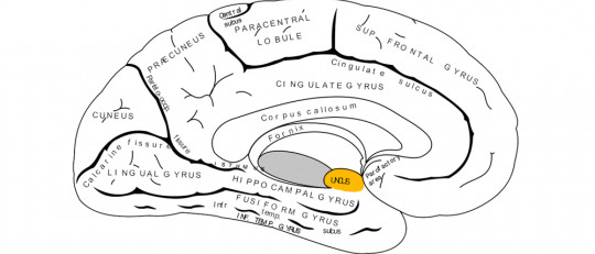 Uncus: estructura y funciones de esta parte del cerebro