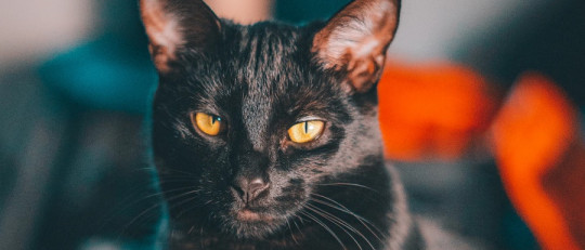 ¿Por qué existen las supersticiones?