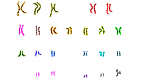 Permutación cromosómica