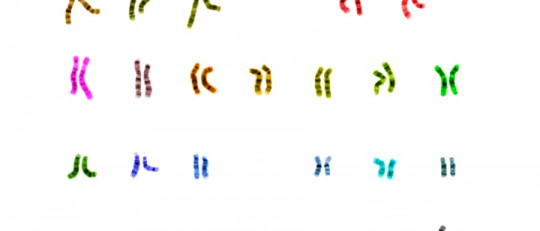Permutación cromosómica
