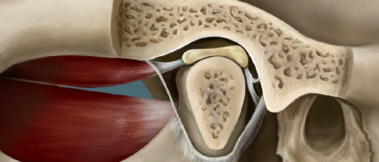 Articulación temporomandibular