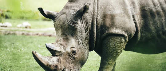 Cuello de botella evolutivo