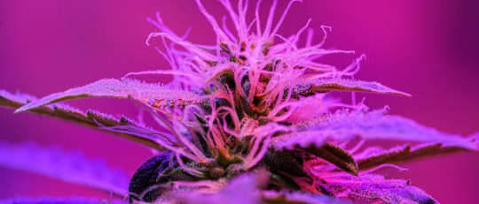 Pasos para engancharse al cannabis