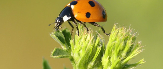 ¿Sienten dolor los insectos?