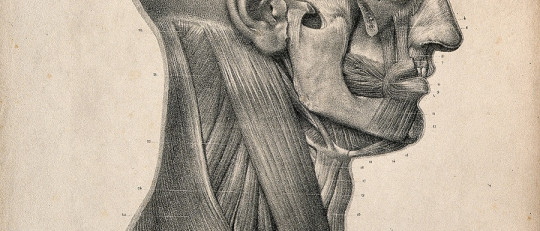 Músculos del cuello