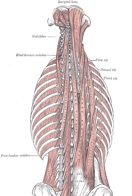Músculos transversoespinales