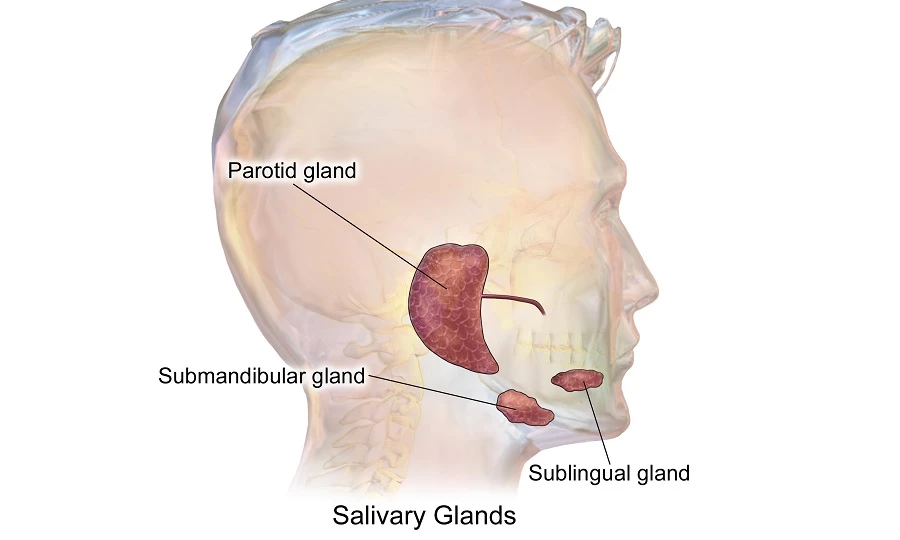 anatomía de la glándula parótida