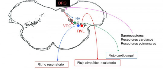 ¿Qué es el Complejo preBötzinger? Anatomía y funciones