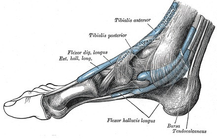 Tibial posterior