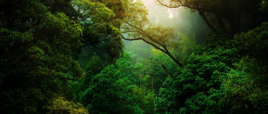 Los beneficios de los sonidos naturales para la salud