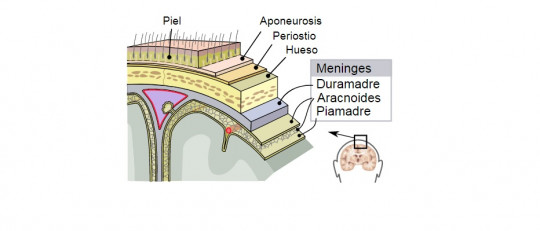 Piamadre (cerebro): estructura y funciones de esta capa de las meninges