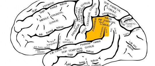 Giro supramarginal: funciones y trastornos asociados a esta región cerebral