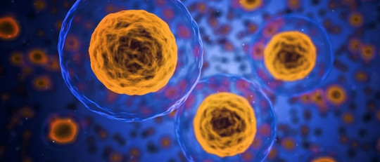 Diferencias entre las células haploides y las diploides