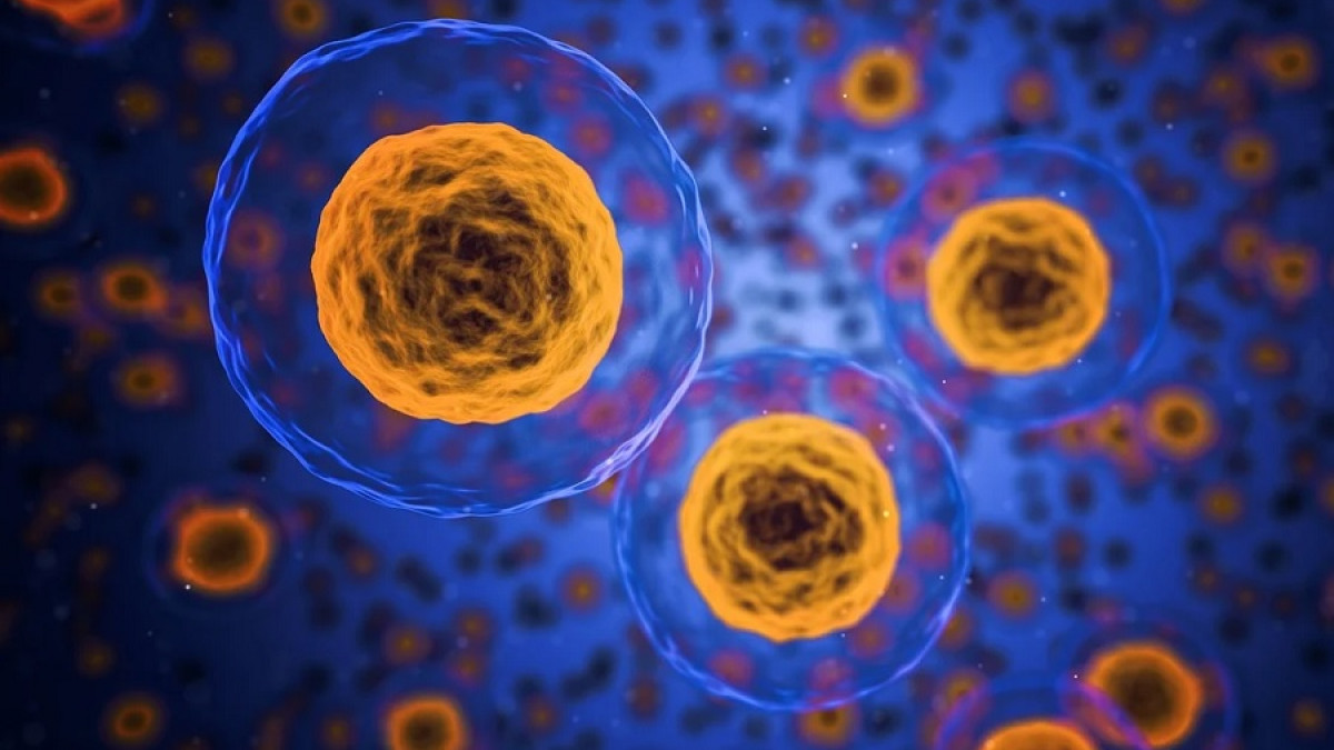 Las 5 diferencias entre célula y diploide