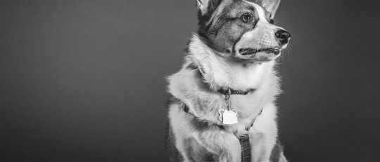 Los perros que ladran hacia la nada: ¿un sexto sentido?