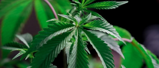 Cómo afectan las drogas al sistema nervioso