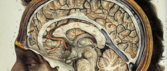 Corteza asociativa (cerebro): tipos, partes y funciones
